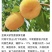 金果天骄免套袋蟠桃苗6月上旬成熟果面纯净绒毛短省工