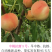 中桃抗蚜5号白肉桃6月底7月初熟果大硬口感脆甜的桃树苗