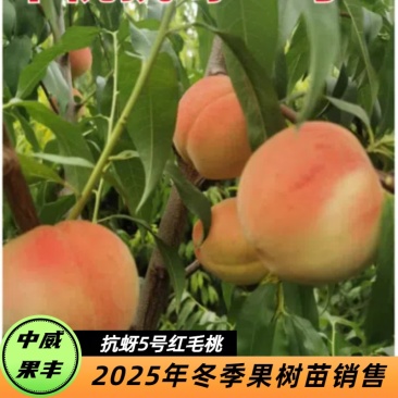 中桃抗蚜5号白肉桃6月底7月初熟果大硬口感脆甜的桃树苗