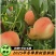 中桃抗蚜5号白肉桃6月底7月初熟果大硬口感脆甜的桃树苗