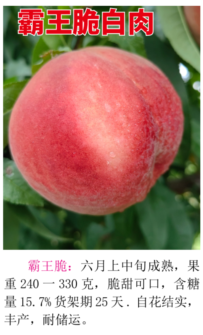 霸王脆红毛桃6月上中旬丰产耐储运