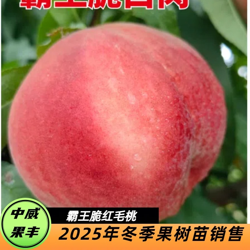 霸王脆红毛桃6月上中旬丰产耐储运