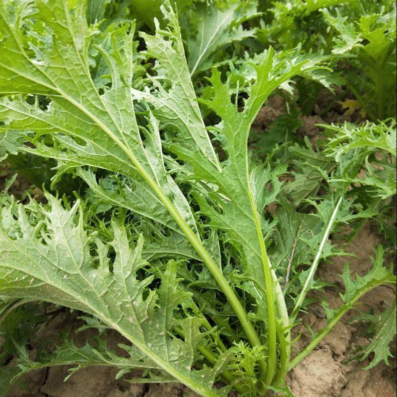 雪里蕻种子松叶腊菜种子10克耐热耐寒春秋播种蔬菜种子