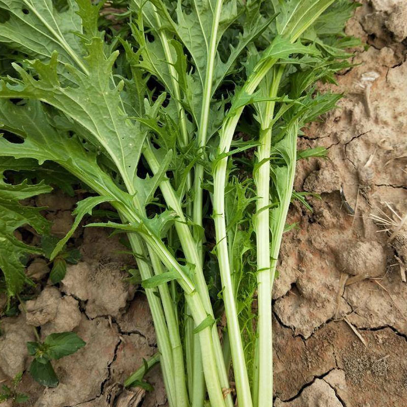 雪里蕻种子松叶腊菜种子10克耐热耐寒春秋播种蔬菜种子