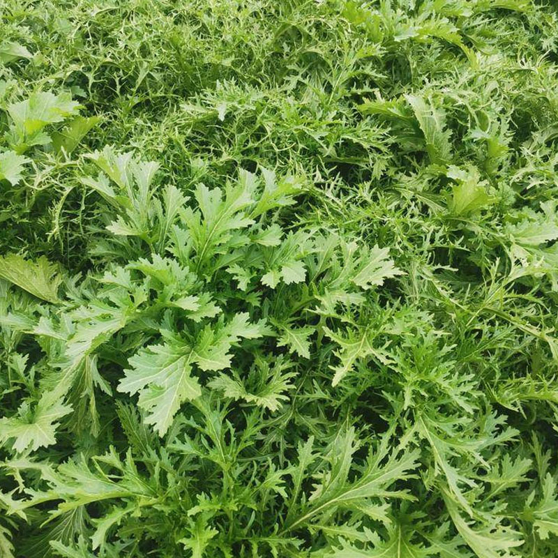 雪里蕻种子松叶腊菜种子10克耐热耐寒春秋播种蔬菜种子