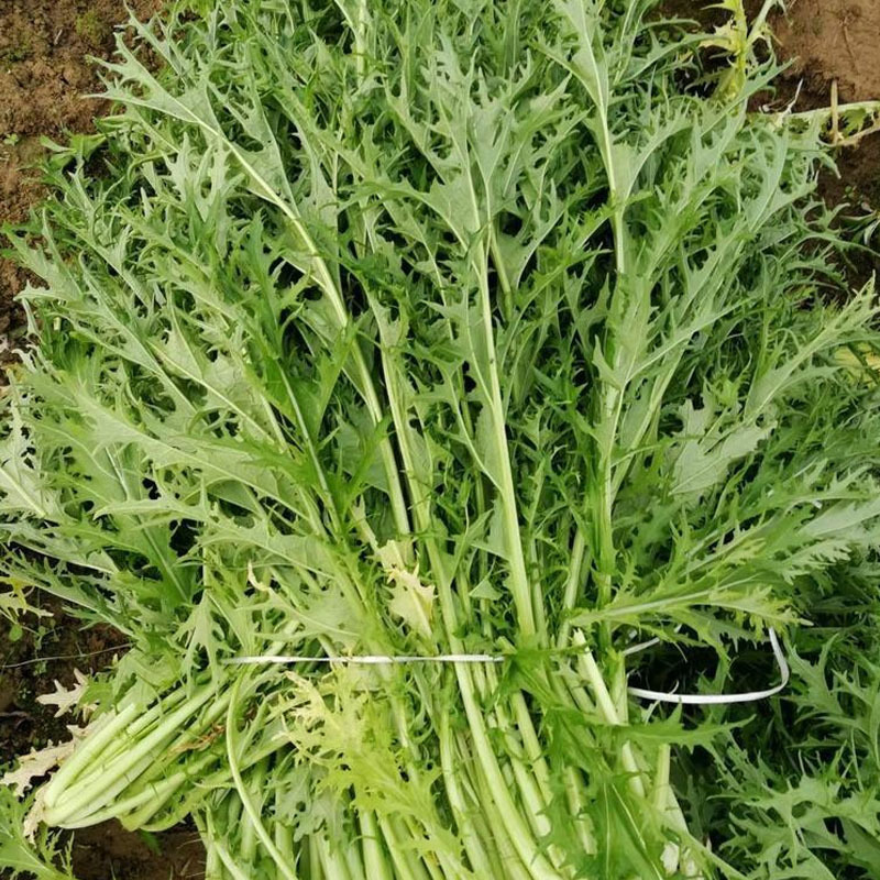 雪里蕻种子松叶腊菜种子10克耐热耐寒春秋播种蔬菜种子