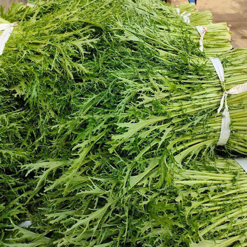雪里蕻种子松叶腊菜种子10克耐热耐寒春秋播种蔬菜种子