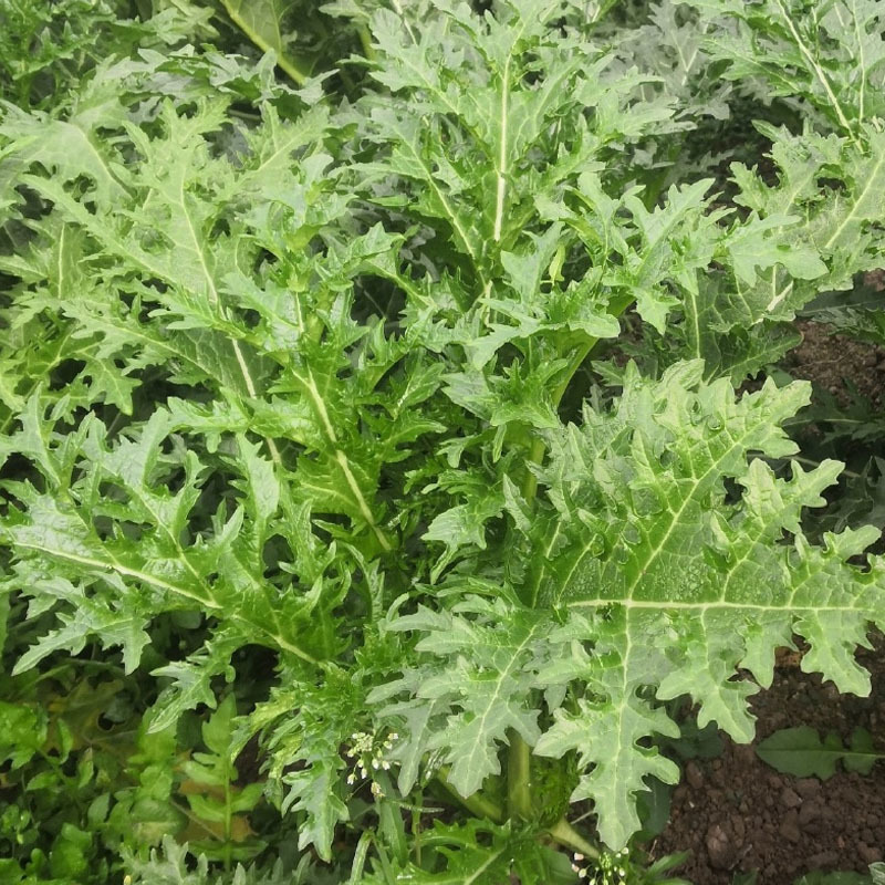 雪里蕻种子松叶腊菜种子10克耐热耐寒春秋播种蔬菜种子