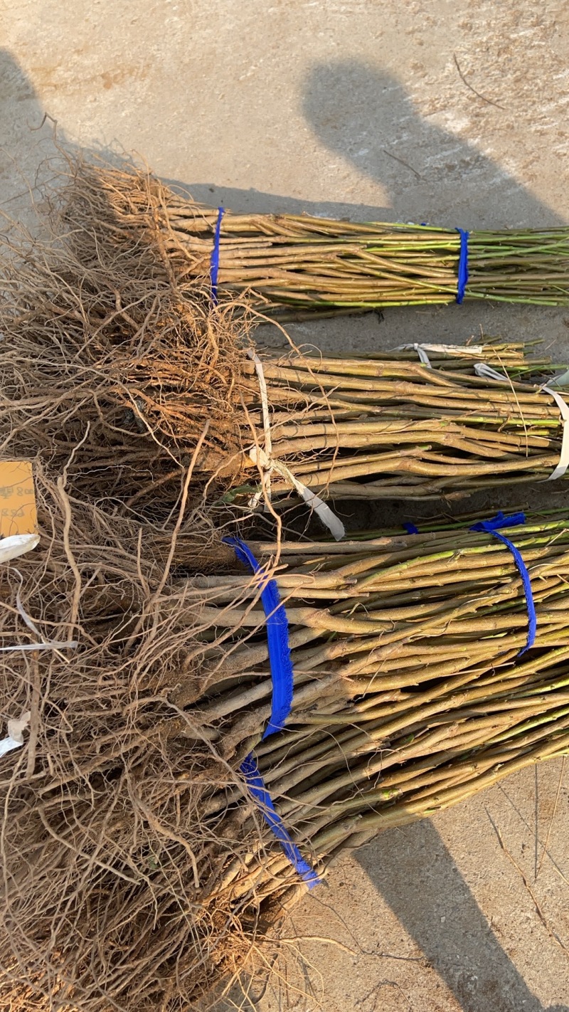 中桃9号六月中旬成熟硬溶质自花结实丰产耐储运的桃树苗