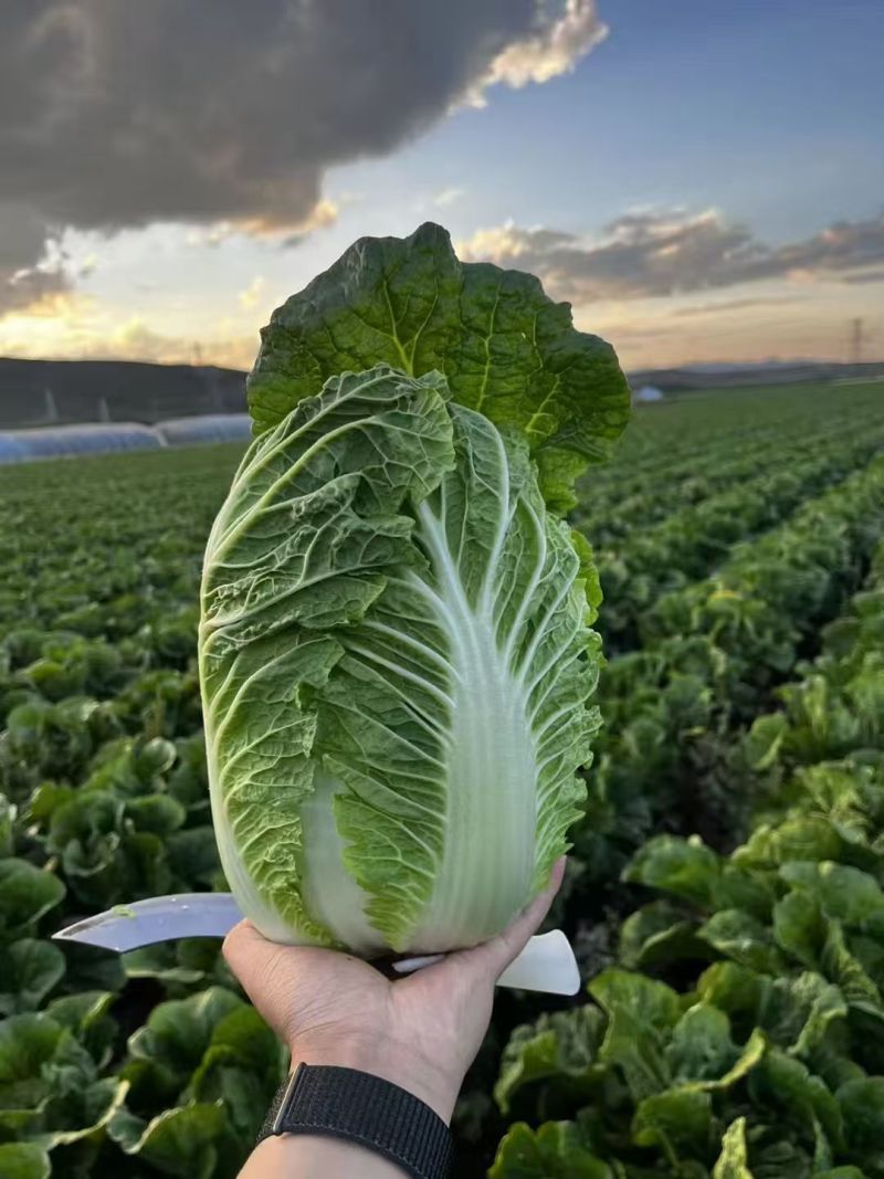 河北黄心白菜玲珑黄白菜基地一手货源现挖现发可视频