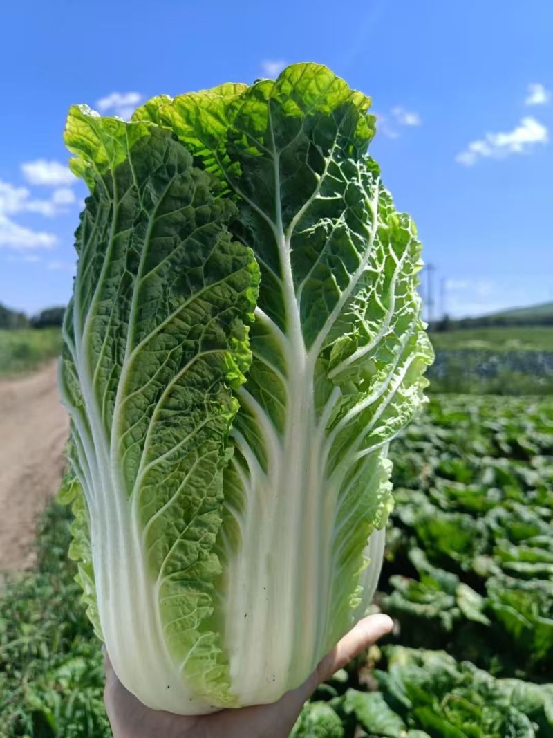 河北黄心白菜玲珑黄白菜基地一手货源现挖现发可视频
