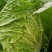 河北黄心白菜玲珑黄白菜基地一手货源现挖现发可视频