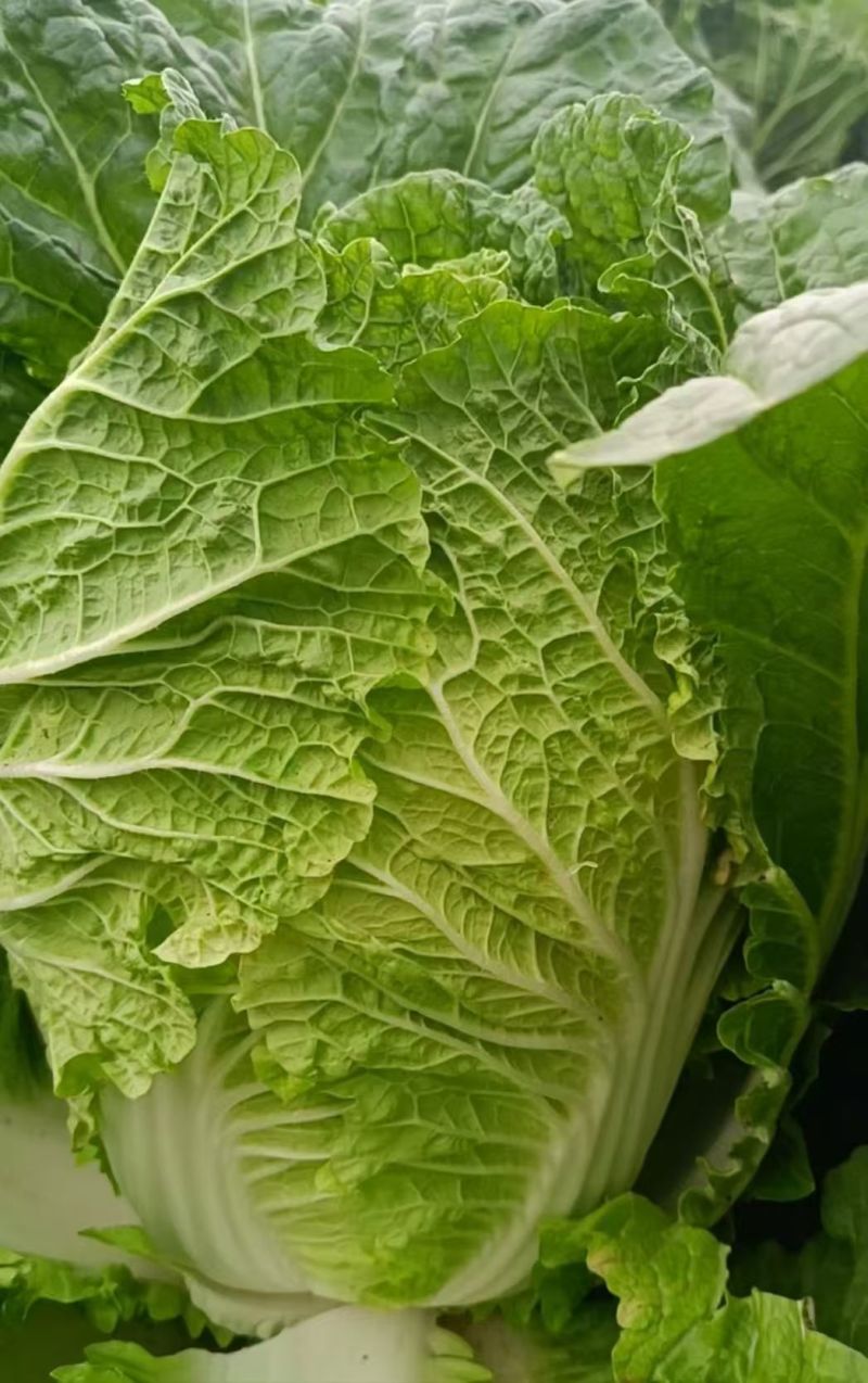 河北黄心白菜玲珑黄白菜基地一手货源现挖现发可视频