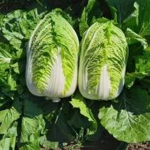 河北黄心白菜玲珑黄白菜基地一手货源现挖现发可视频