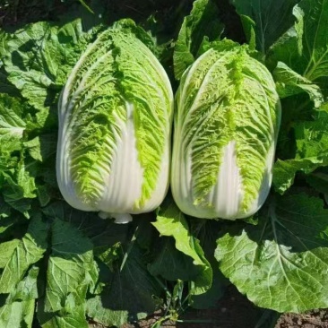 河北黄心白菜玲珑黄白菜基地一手货源现挖现发可视频