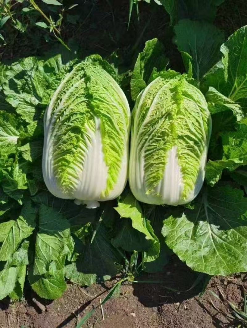 河北黄心白菜玲珑黄白菜基地一手货源现挖现发可视频