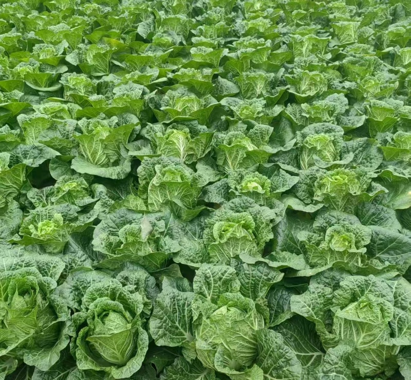 河北黄心白菜玲珑黄白菜基地一手货源现挖现发可视频