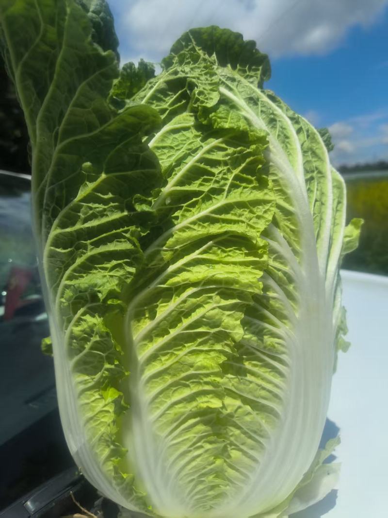 河北黄心白菜玲珑黄白菜基地一手货源现挖现发可视频