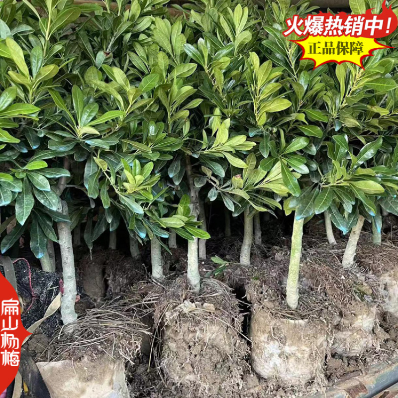 新漳州早杨梅苗无纺布杨梅苗8小杯15中杯25大杯