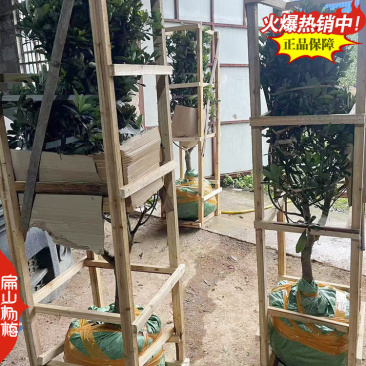 福建特大早熟杨梅小杯苗早佳特早变种早梅已挂杨梅小苗