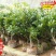 江苏2025新品杨梅苗晚熟水晶黑高峰荸荠丁岙80万珠