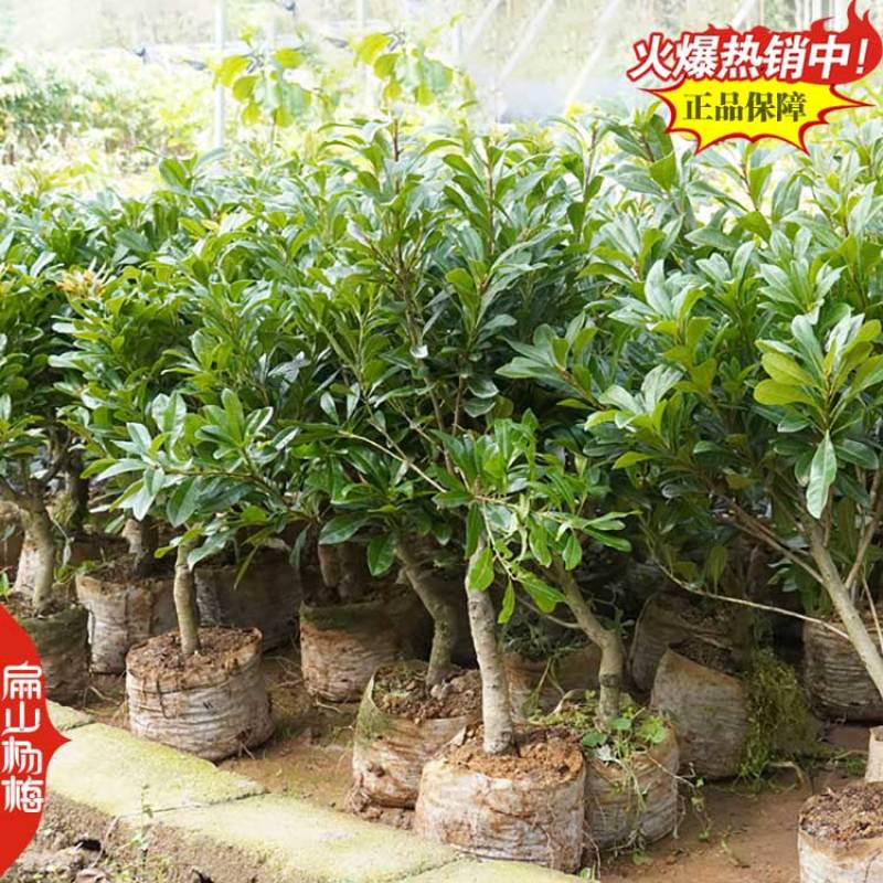 江苏2025新品杨梅苗晚熟水晶黑高峰荸荠丁岙80万珠
