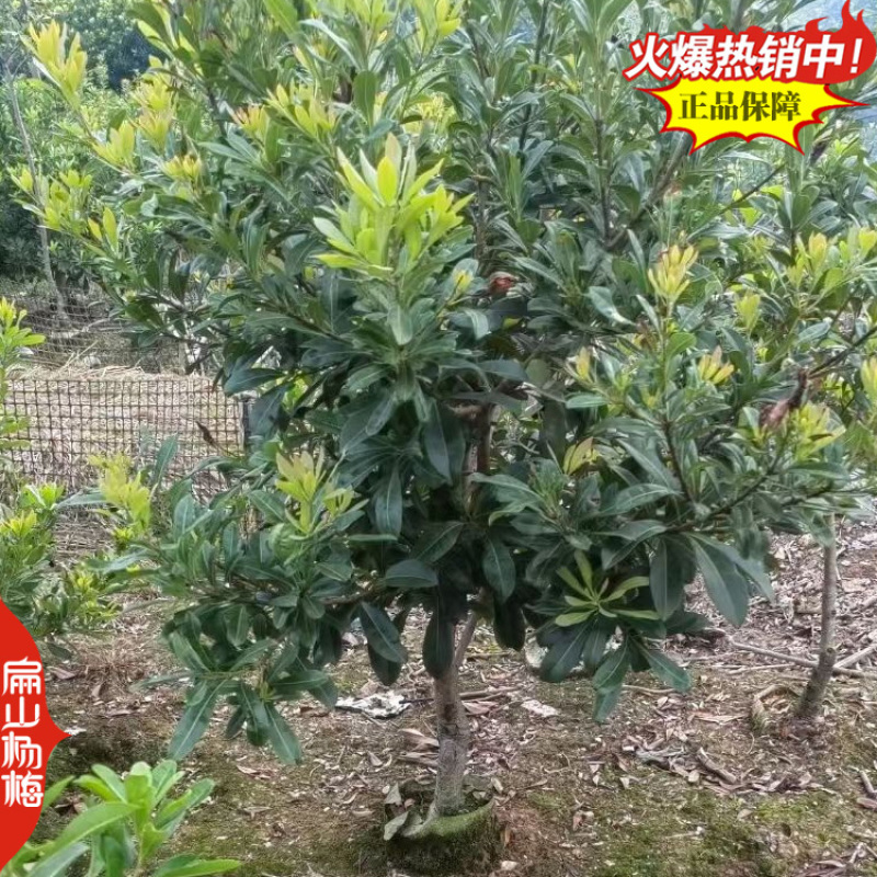 浙江白沙杨梅中杯苗批发台州仙居东魁2号杨梅苗80CM
