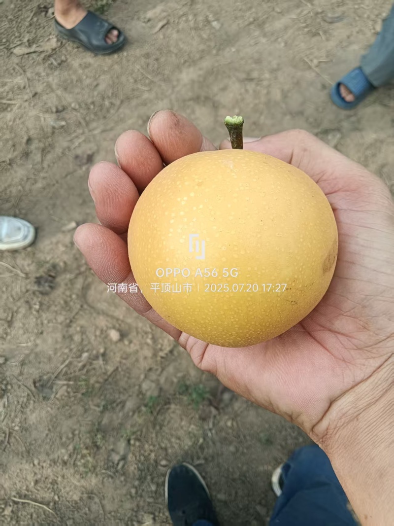 圆黄梨基地直销量大质优价格优惠一手货源欢迎咨询采购