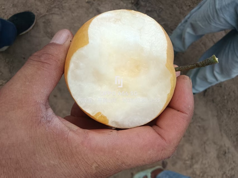 【热卖】圆黄梨产地直销价格优惠支持视频看货欢迎采购