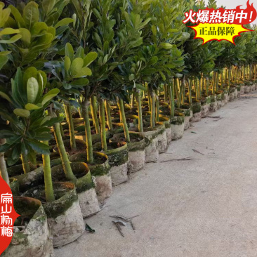棒棒糖树型杨梅苗福建高杆丛生高压绿化杨梅批发8万珠
