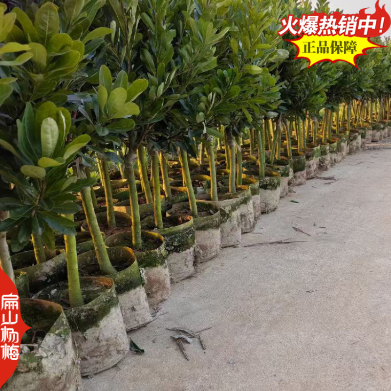 棒棒糖树型杨梅苗福建高杆丛生高压绿化杨梅批发8万珠