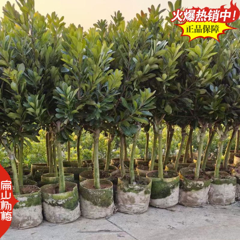 江苏2025新品杨梅苗晚熟水晶黑高峰荸荠丁岙80万珠