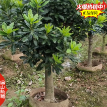 买嫁接早熟小杯杨梅苗福建漳州东魁水晶东魁大黑炭20杯