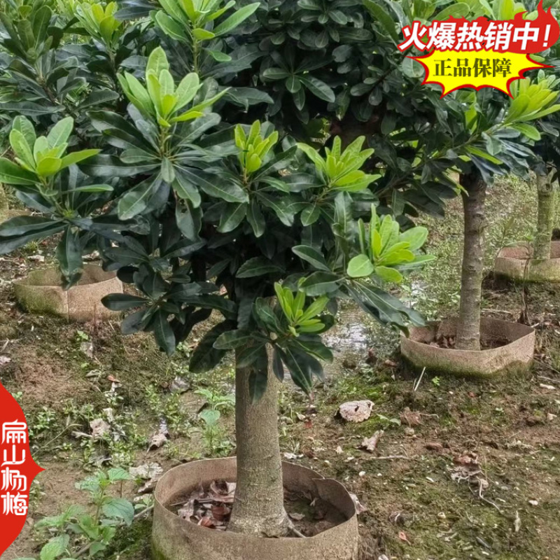 买嫁接早熟小杯杨梅苗福建漳州东魁水晶东魁大黑炭20杯