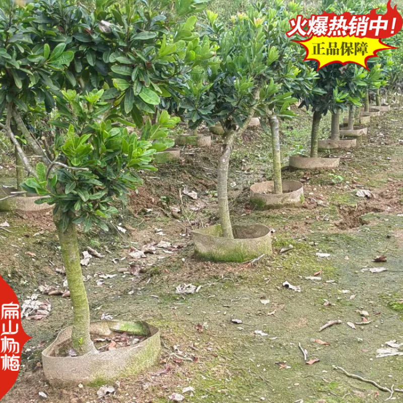 买嫁接早熟小杯杨梅苗福建漳州东魁水晶东魁大黑炭20杯