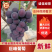山东临沂精品葡萄，量大从优，现货，欢迎咨询