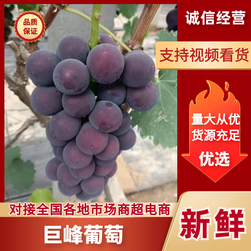 山东临沂精品葡萄，量大从优，现货，欢迎咨询
