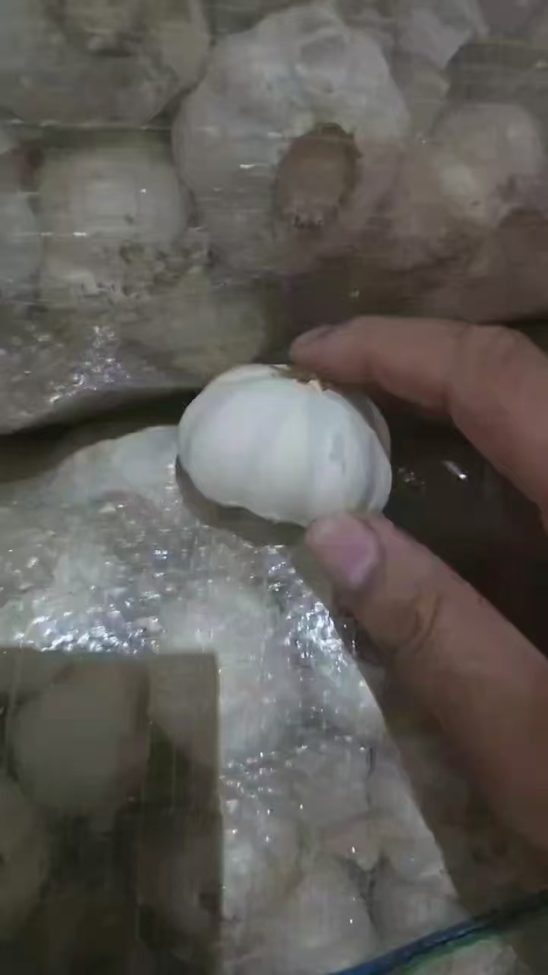 山东大蒜大量上市产地直发价格优惠欢迎来电洽谈