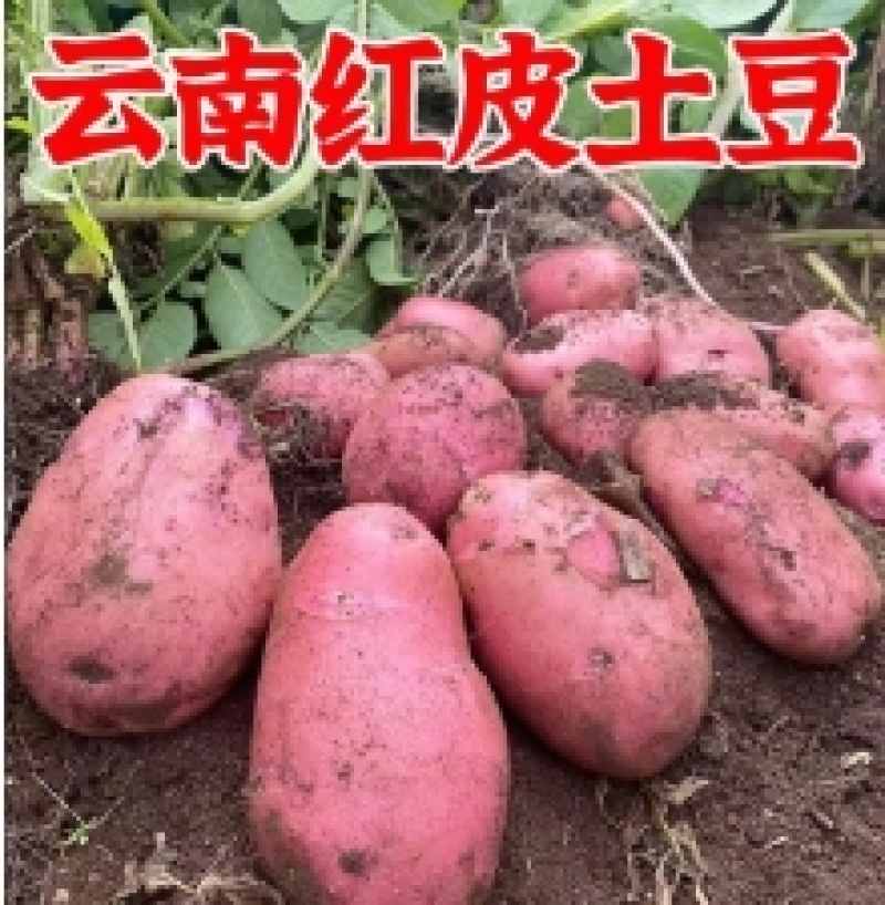 土豆红皮黄心青薯9号土豆对接批发采购商场超市电商等