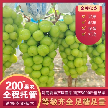 阳光玫瑰质比全国豫东直采200+果农托管货量充足