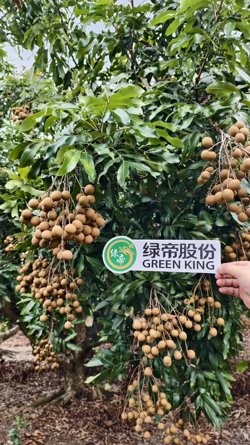 精品龙眼即将上市现摘现发品质保证欢迎来电洽谈合作