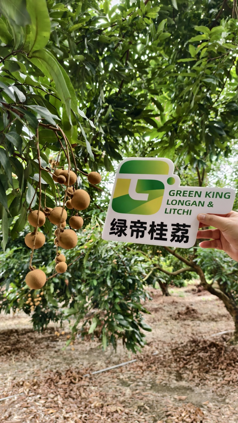 精品龙眼即将上市现摘现发品质保证欢迎来电洽谈合作