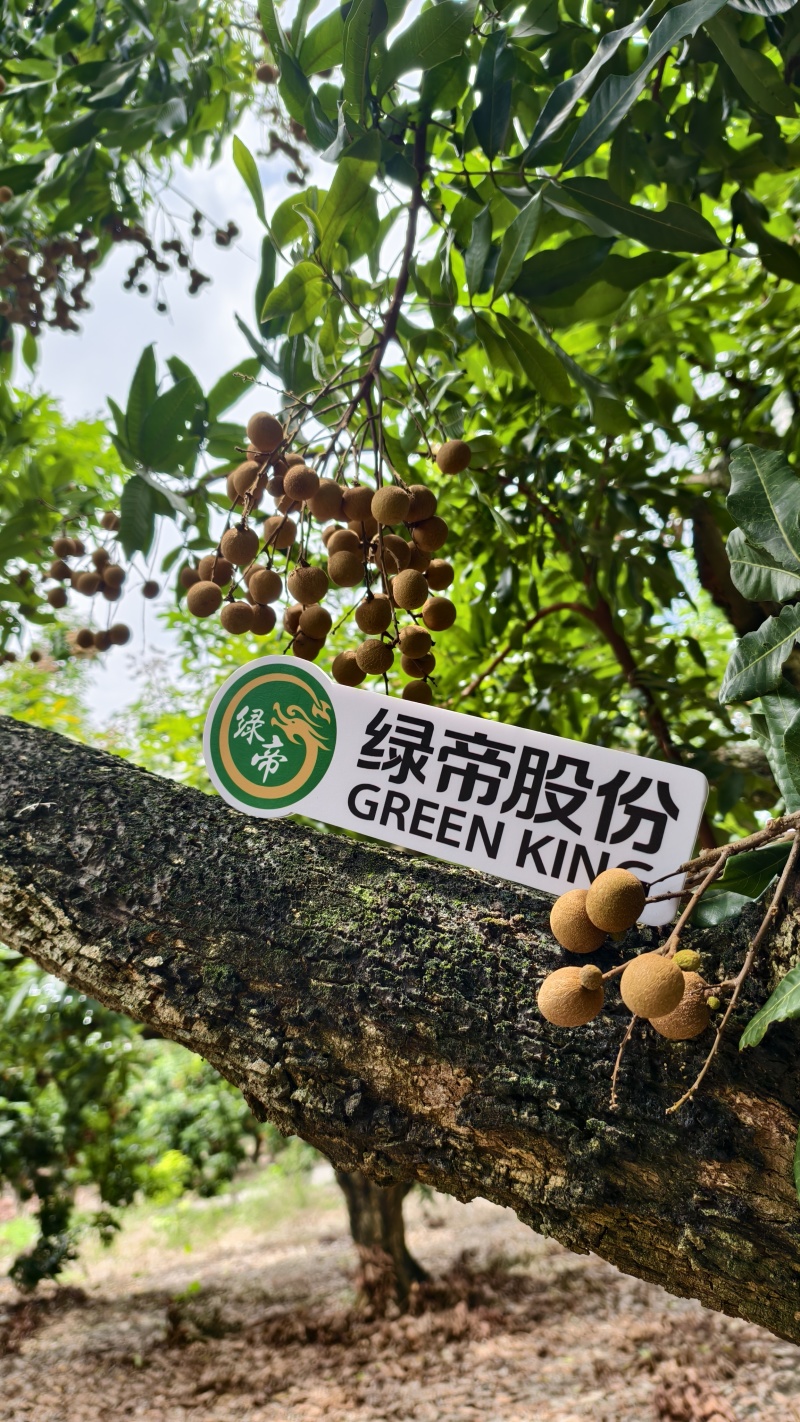 精品龙眼即将上市现摘现发品质保证欢迎来电洽谈合作