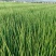 小葱香葱大量上市对接全国市场商超电商社区团购