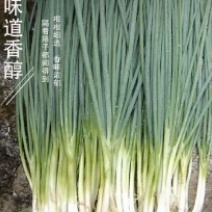 葱铁杆小葱云南大理产地直供，对接批发采购市场电商直播等