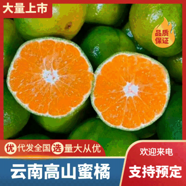 湖北高山特早蜜橘柑桔叶桔现摘现发商超品质对接电商团购