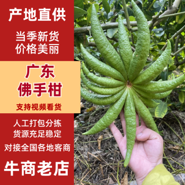 广东佛手柑产地一手货源，质量保证，视频看货电话联系
