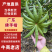 广东佛手柑产地一手货源，质量保证，视频看货电话联系