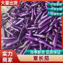 广茄紫长茄河南博爱茄子供应电商市场商超食堂加工厂