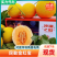 《金红宝甜瓜》久红瑞甜瓜/精品甜瓜/产地货源/全国供应